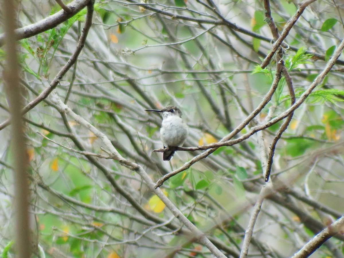 Ruby-throated Hummingbird - Gilberto Flores-Walter (Feathers Birding)