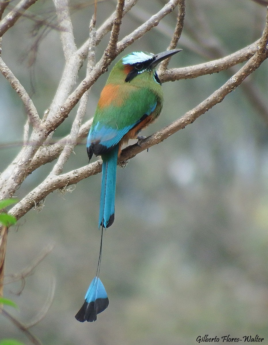 Turquoise-browed Motmot - Gilberto Flores-Walter (Feathers Birding)