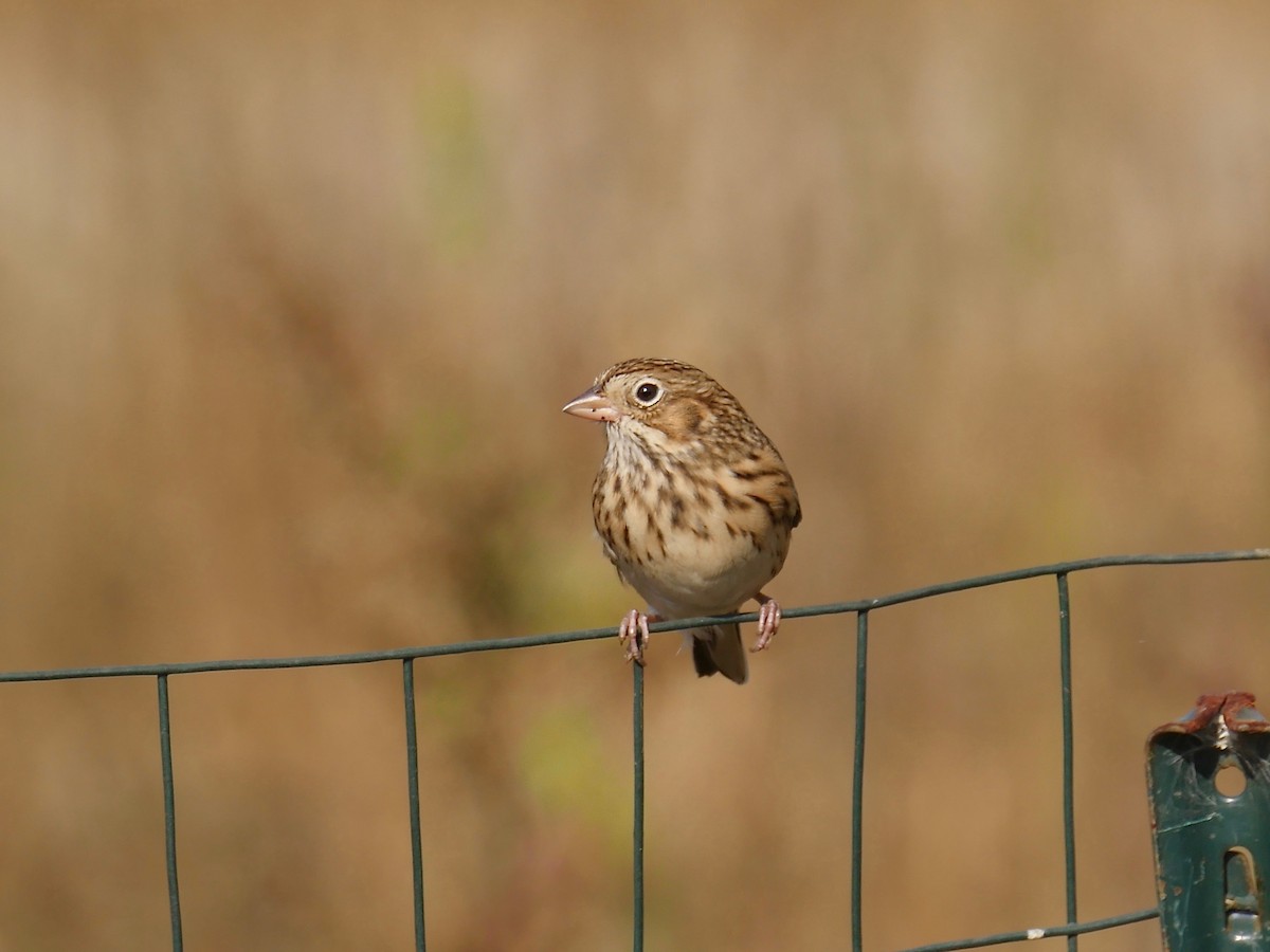 Vesper Sparrow - Jeffrey Thomas