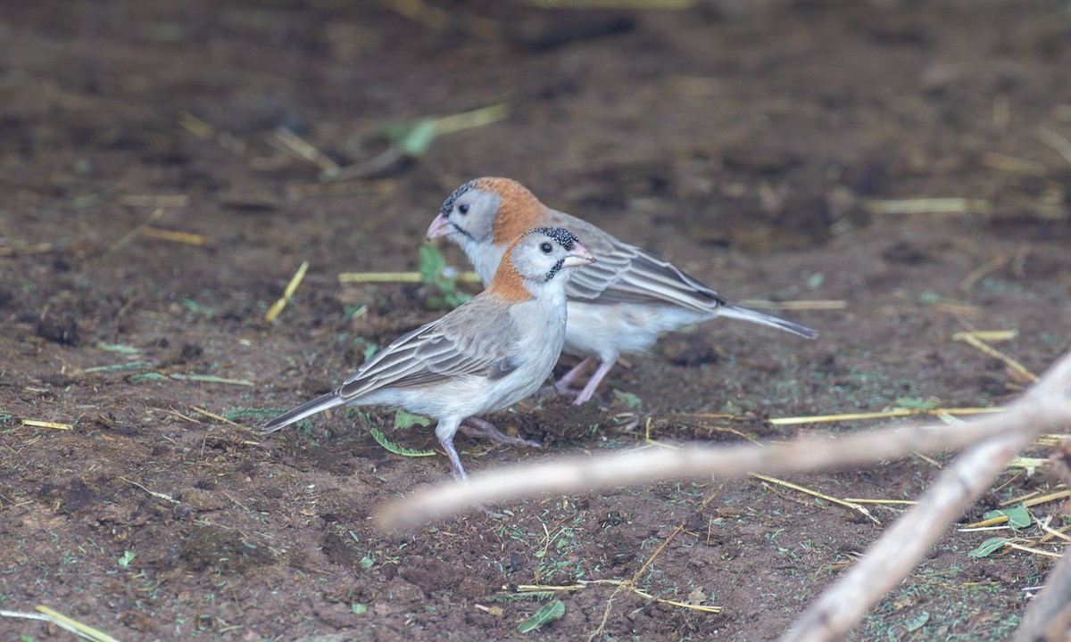 Speckle-fronted Weaver - ML269905141