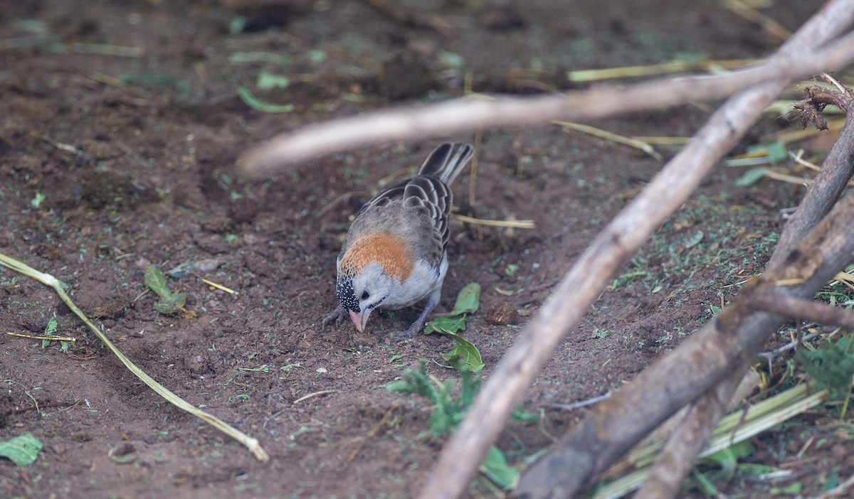 Speckle-fronted Weaver - ML269905241