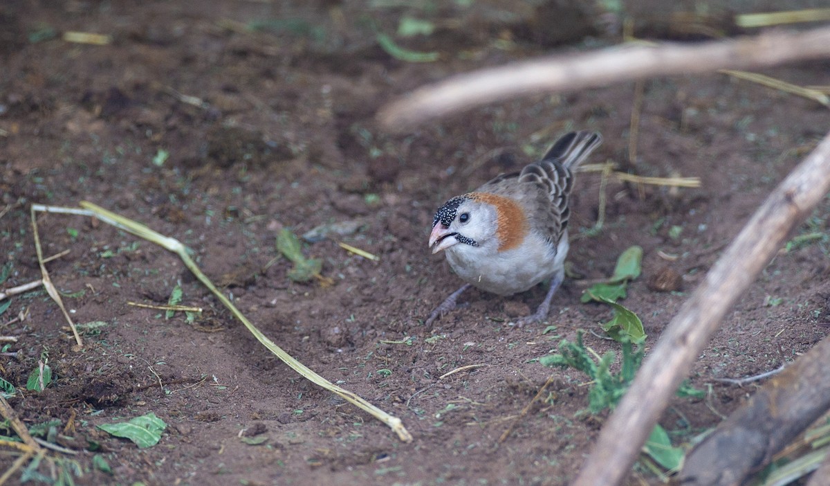 Speckle-fronted Weaver - ML269905251