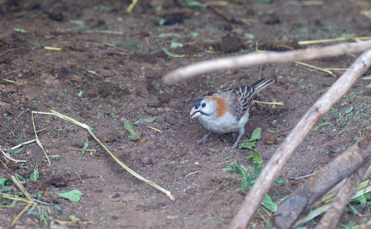 Speckle-fronted Weaver - Chris Wood