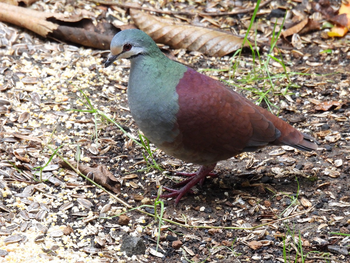 Buff-fronted Quail-Dove - Carlos Ulate