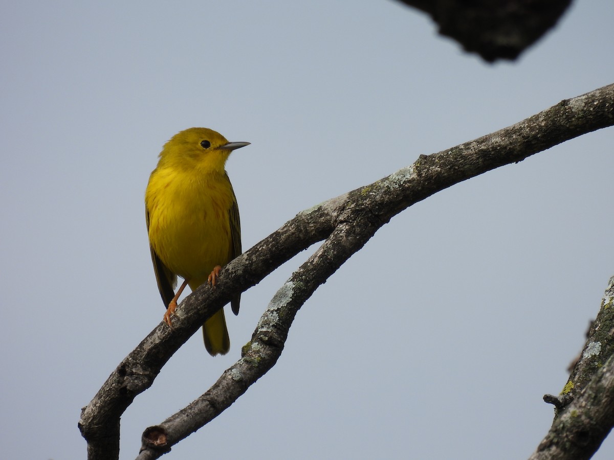 Yellow Warbler - ML269917591