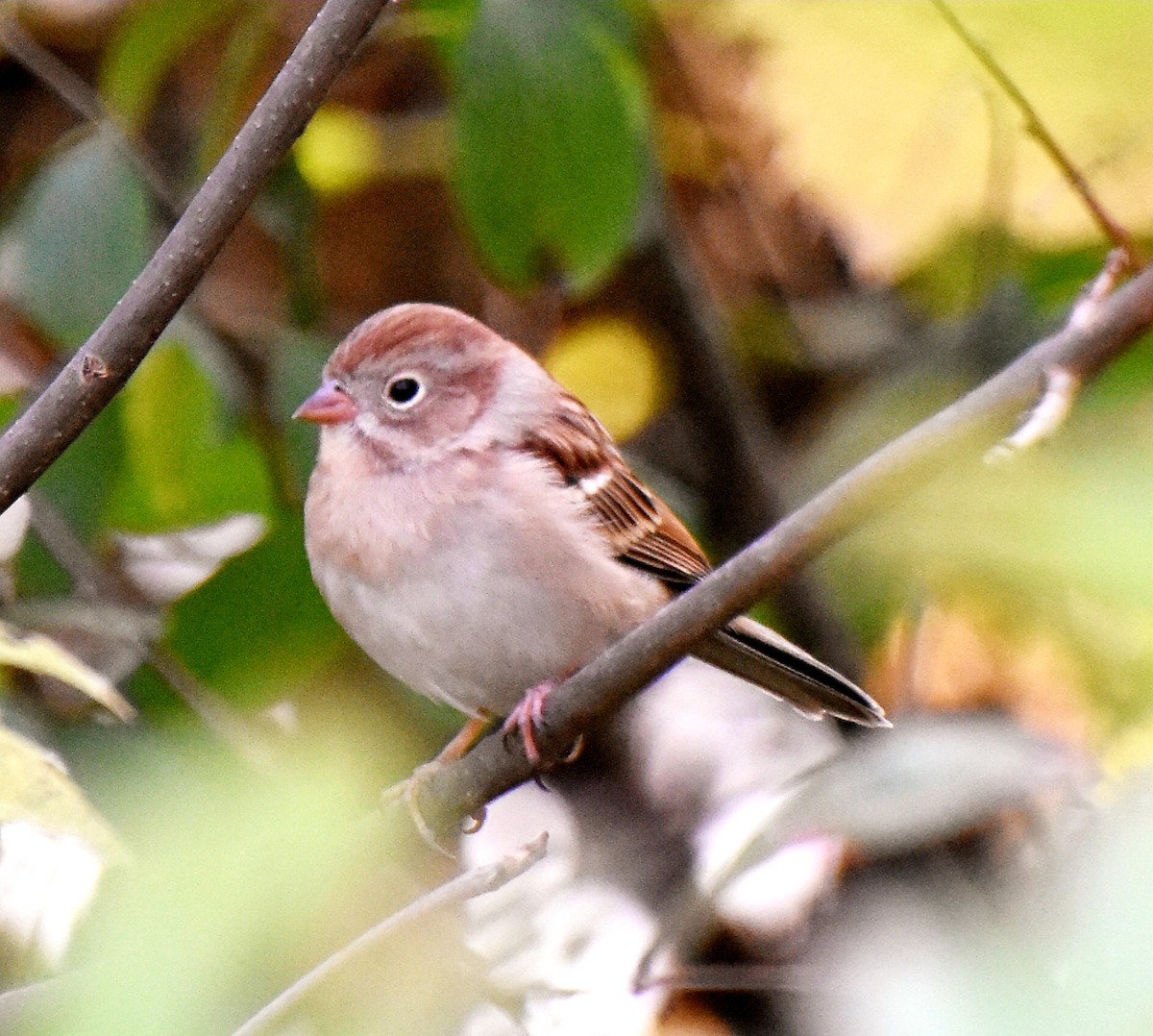 Field Sparrow - Haley Gottardo