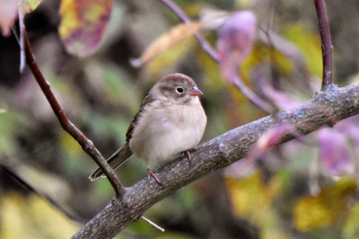 Field Sparrow - ML269918141