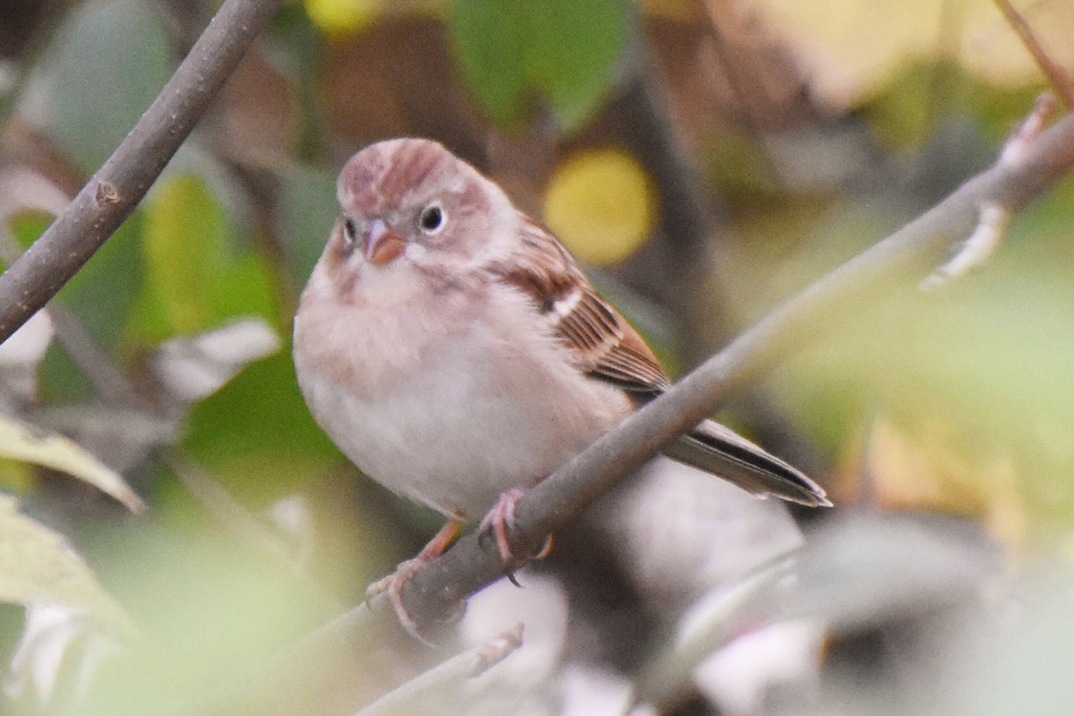 Field Sparrow - ML269918191