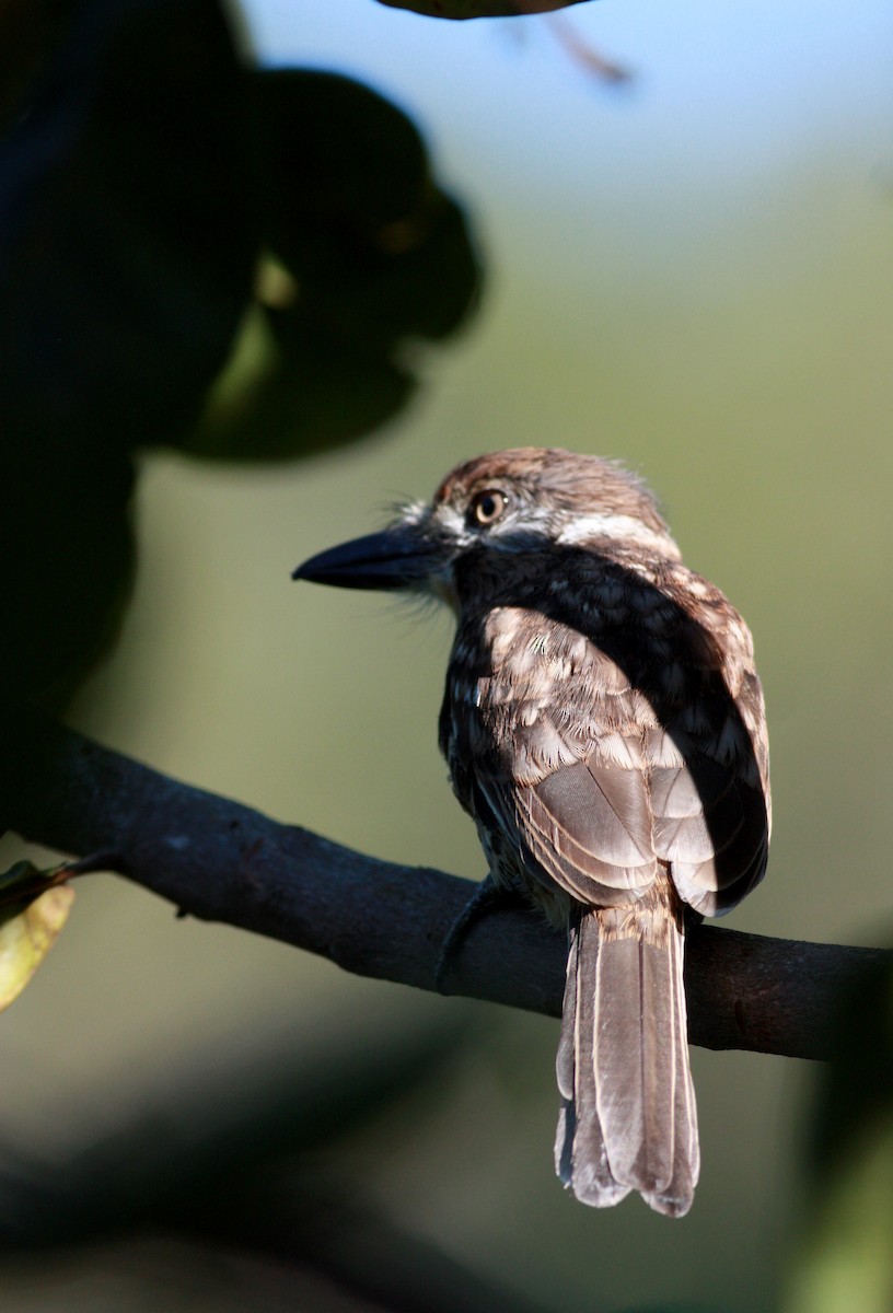 Two-banded Puffbird - ML26991921