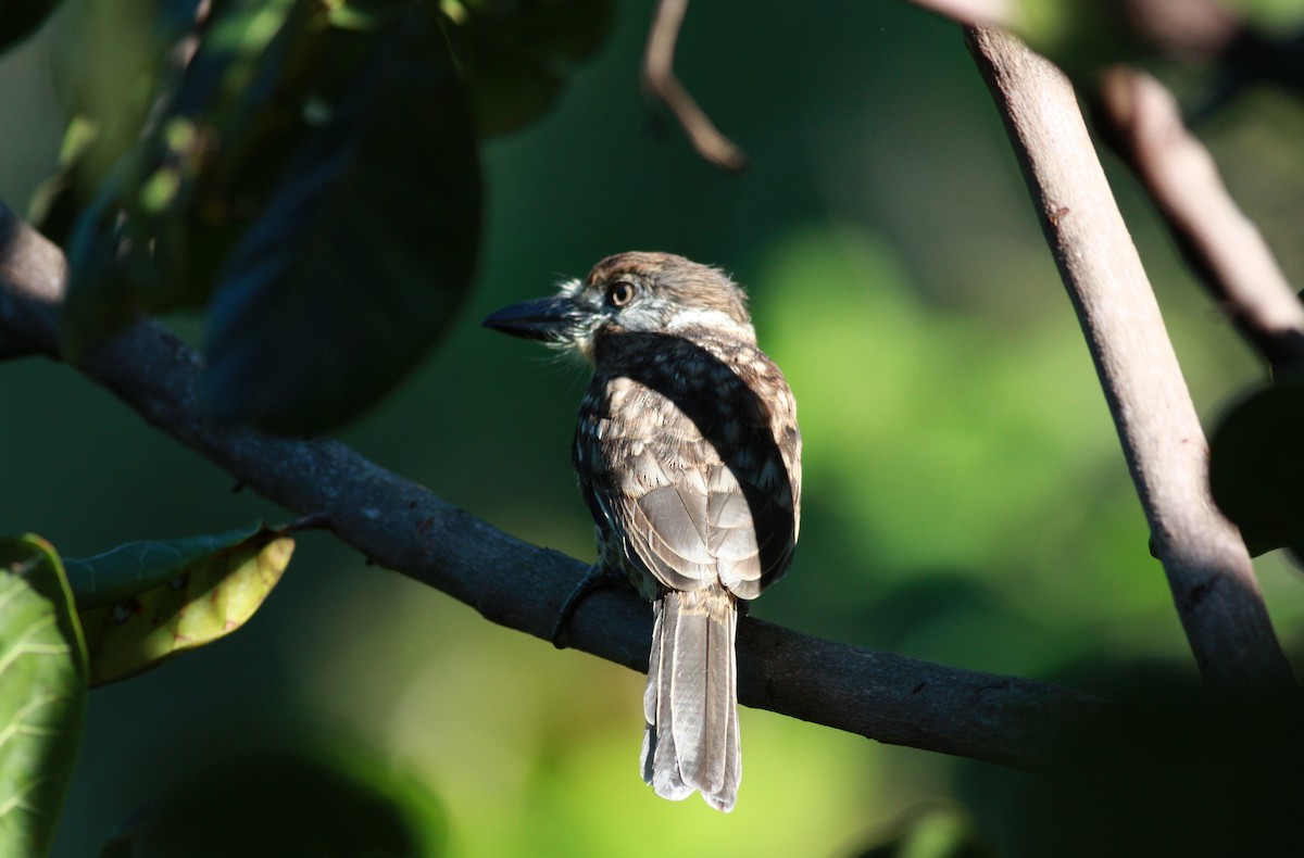 Two-banded Puffbird - ML26991931