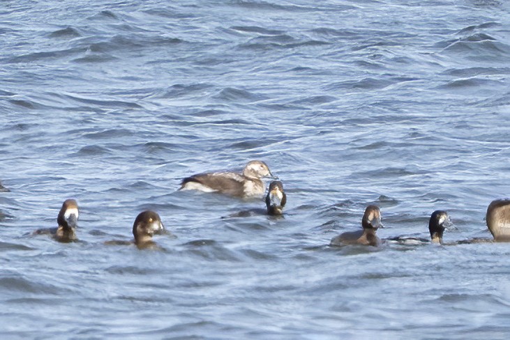 Long-tailed Duck - Larry Master