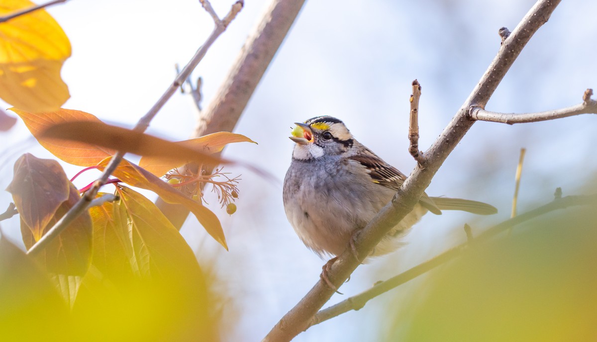 White-throated Sparrow - ML269921841