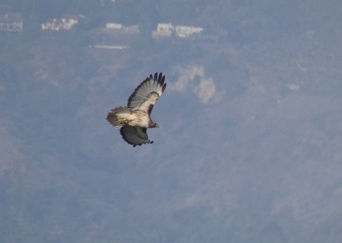 Red-tailed Hawk - ML269923011