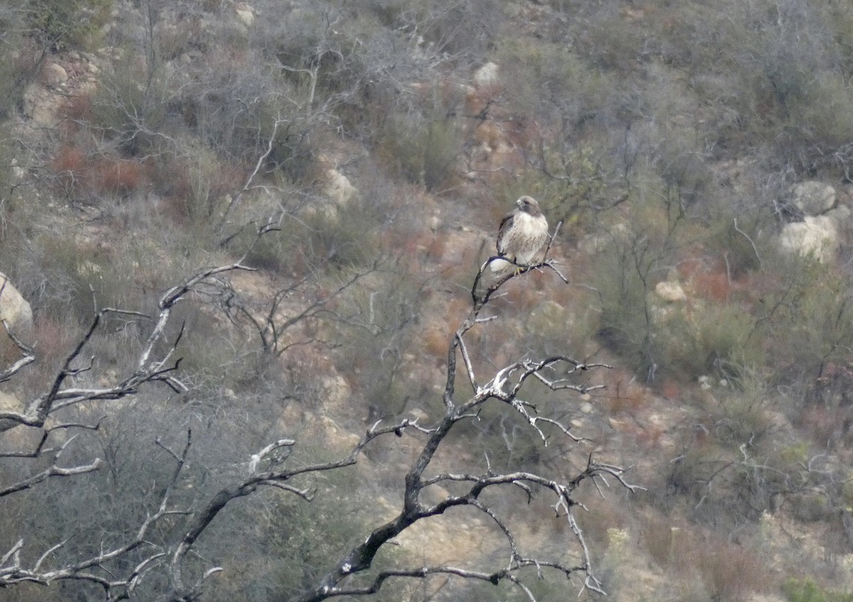Red-tailed Hawk - ML269923961
