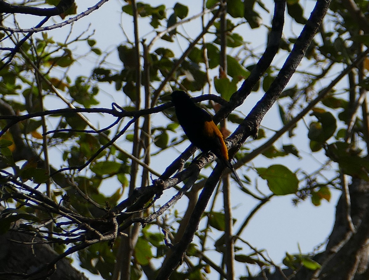 Yellow-rumped Cacique - ML269924341