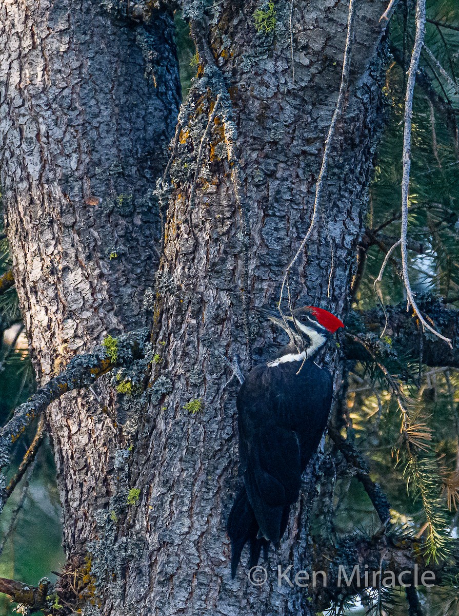 Pileated Woodpecker - ML269925951