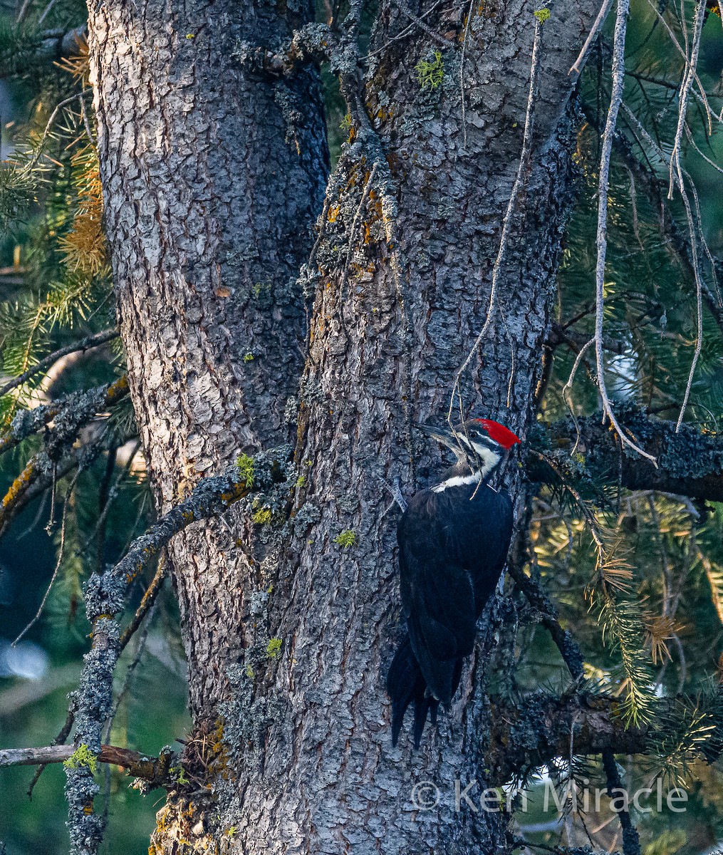 Pileated Woodpecker - Ken Miracle