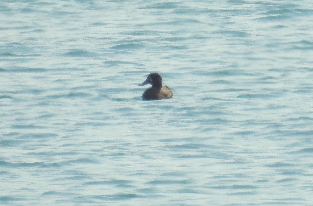 Greater Scaup - ML269928221