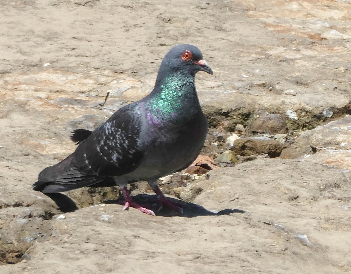 Rock Pigeon (Feral Pigeon) - ML269933361