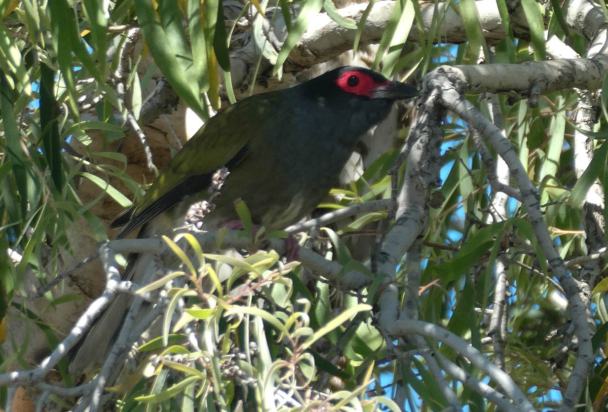 Australasian Figbird - Paul Dobbie