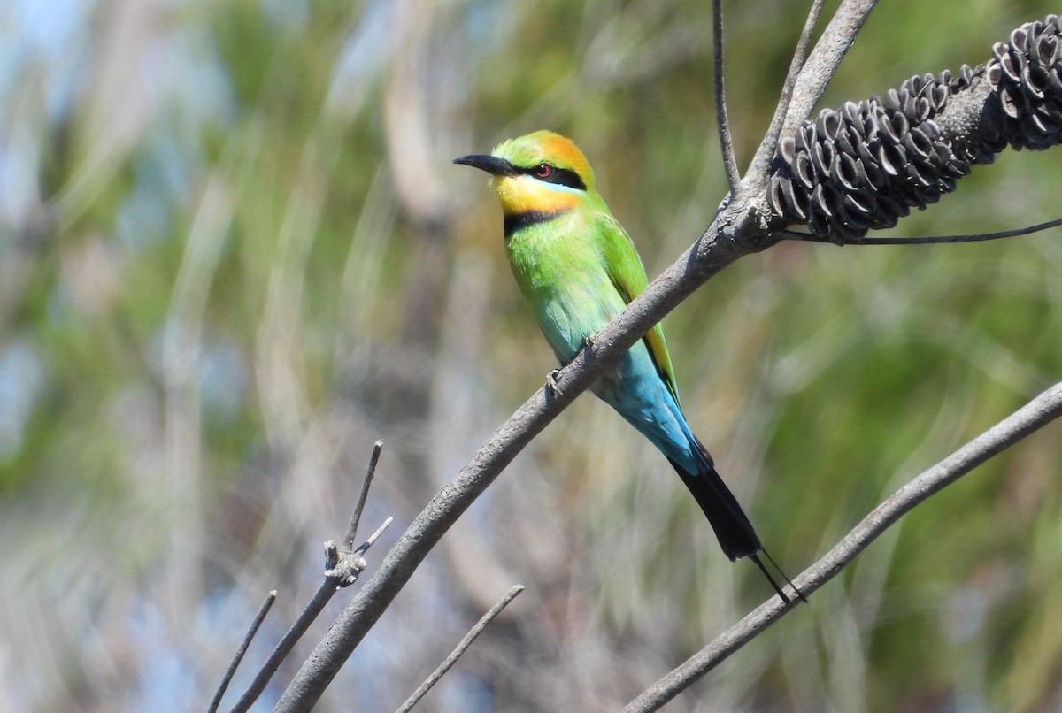 Rainbow Bee-eater - ML269937751