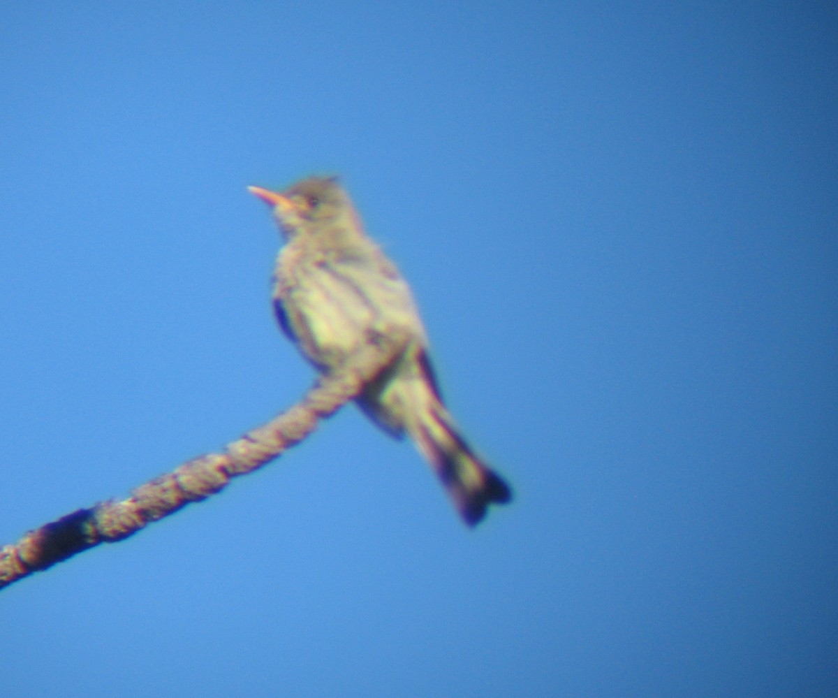 Greater Pewee - ML269939071
