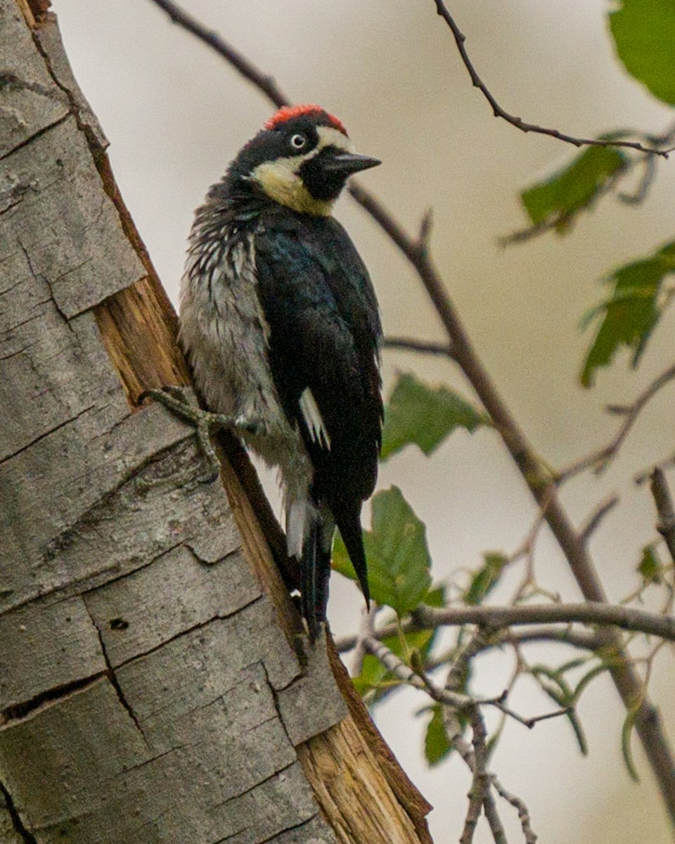 Acorn Woodpecker - Jhoneil Centeno
