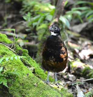Black-breasted Wood-Quail, ML269947731