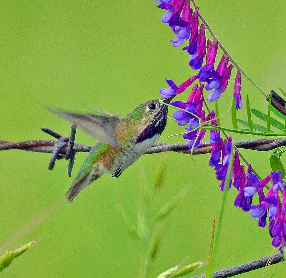 Calliope Hummingbird - ML26994951