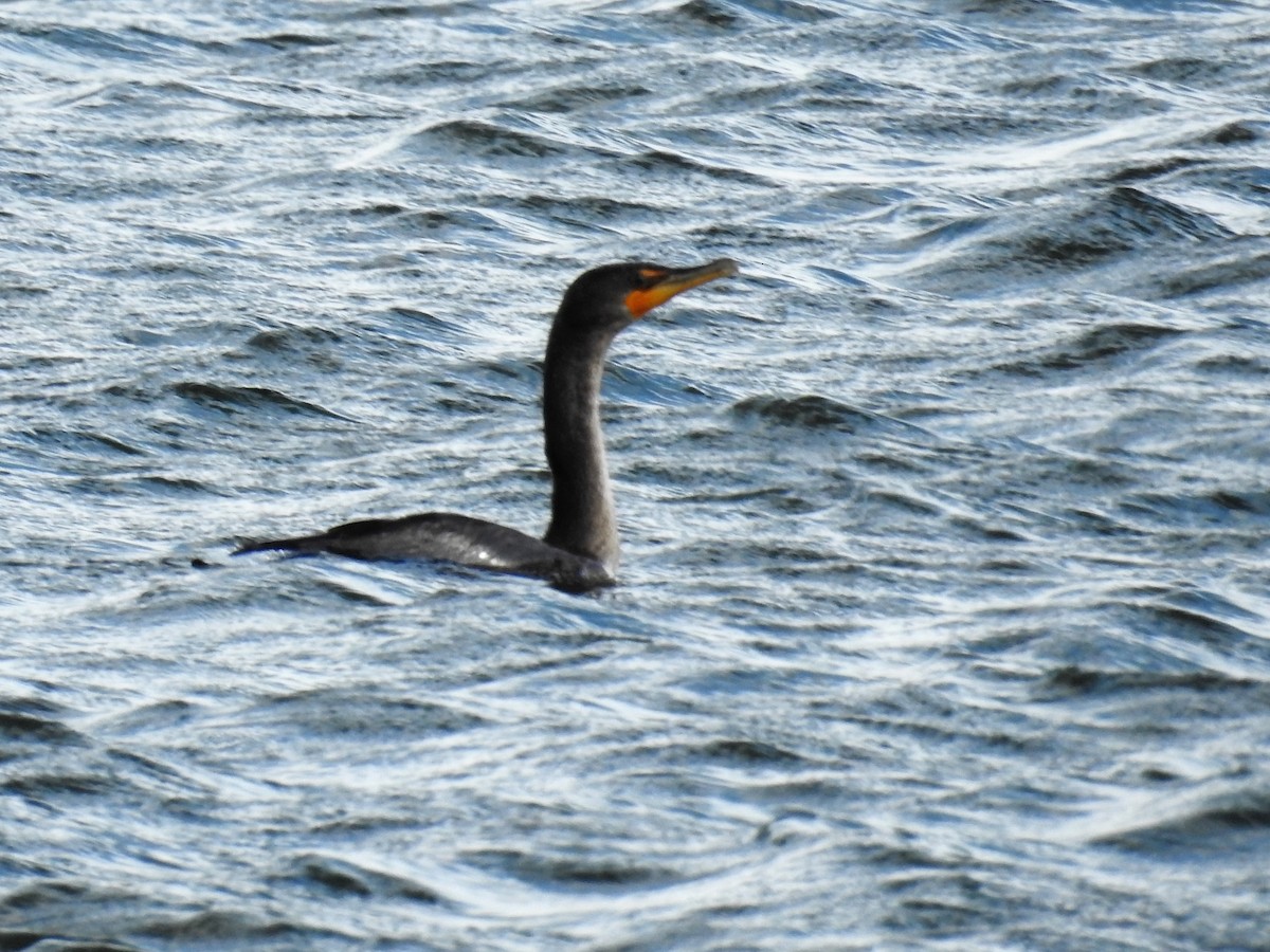 Double-crested Cormorant - Tina Toth