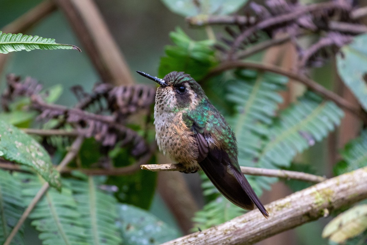Speckled Hummingbird - Thibaud Aronson