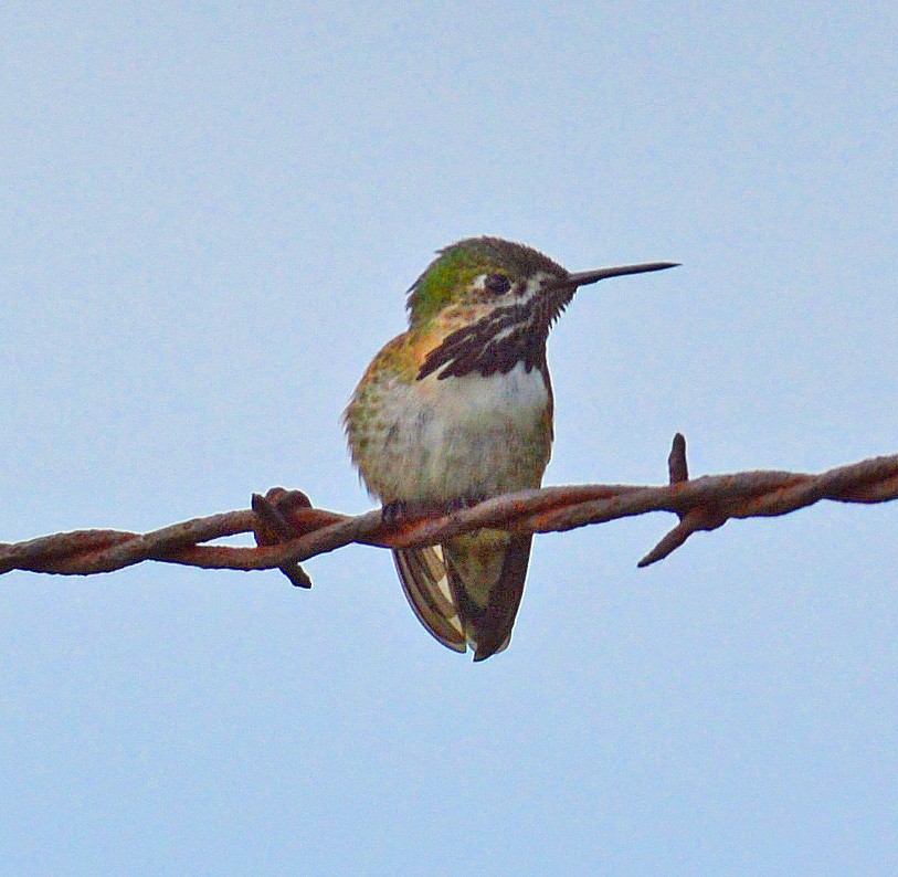 Calliope Hummingbird - ML26995041