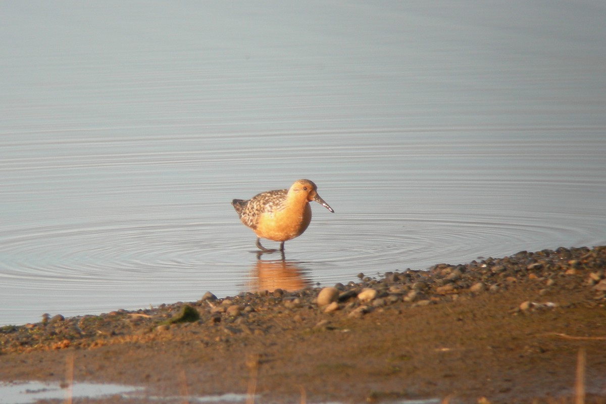 Red Knot - Cory Gregory