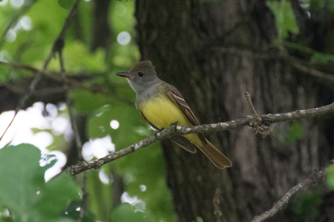 Great Crested Flycatcher - Colton Robbins