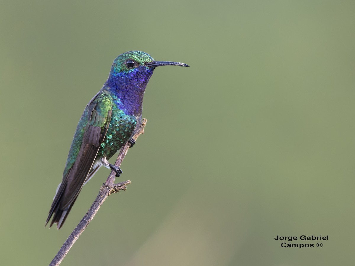 Sapphire-throated Hummingbird - Jorge Gabriel Campos