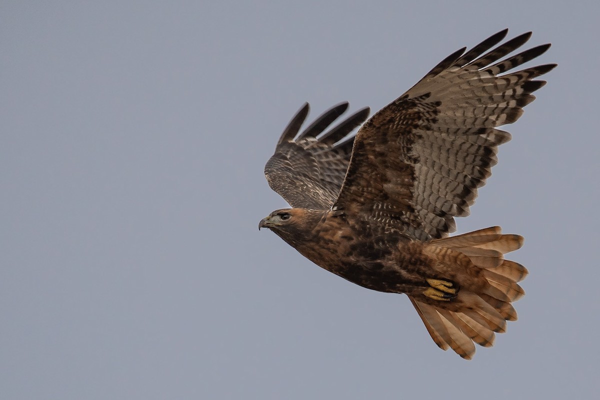 Red-tailed Hawk - Mason Maron