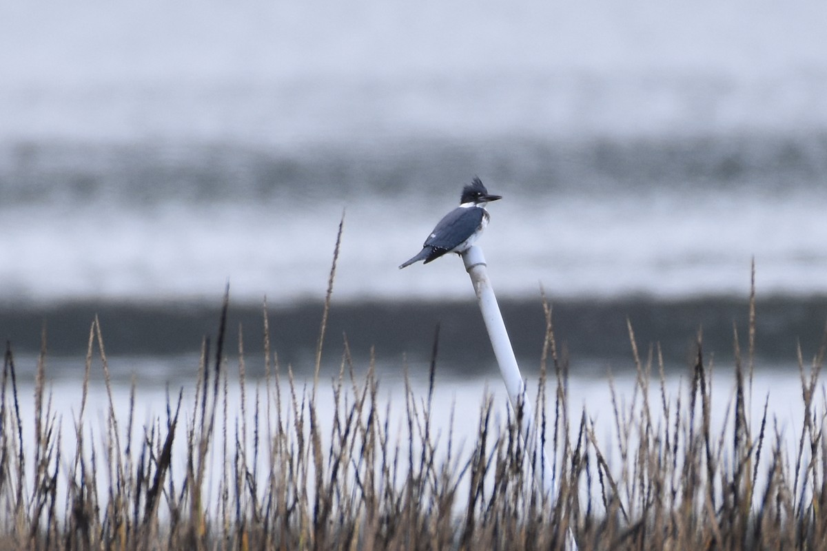 Belted Kingfisher - ML269960261