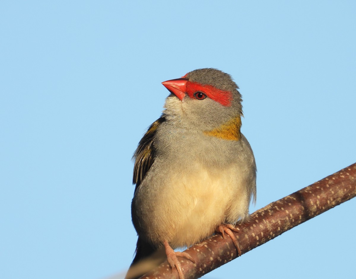 Red-browed Firetail - ML269962261