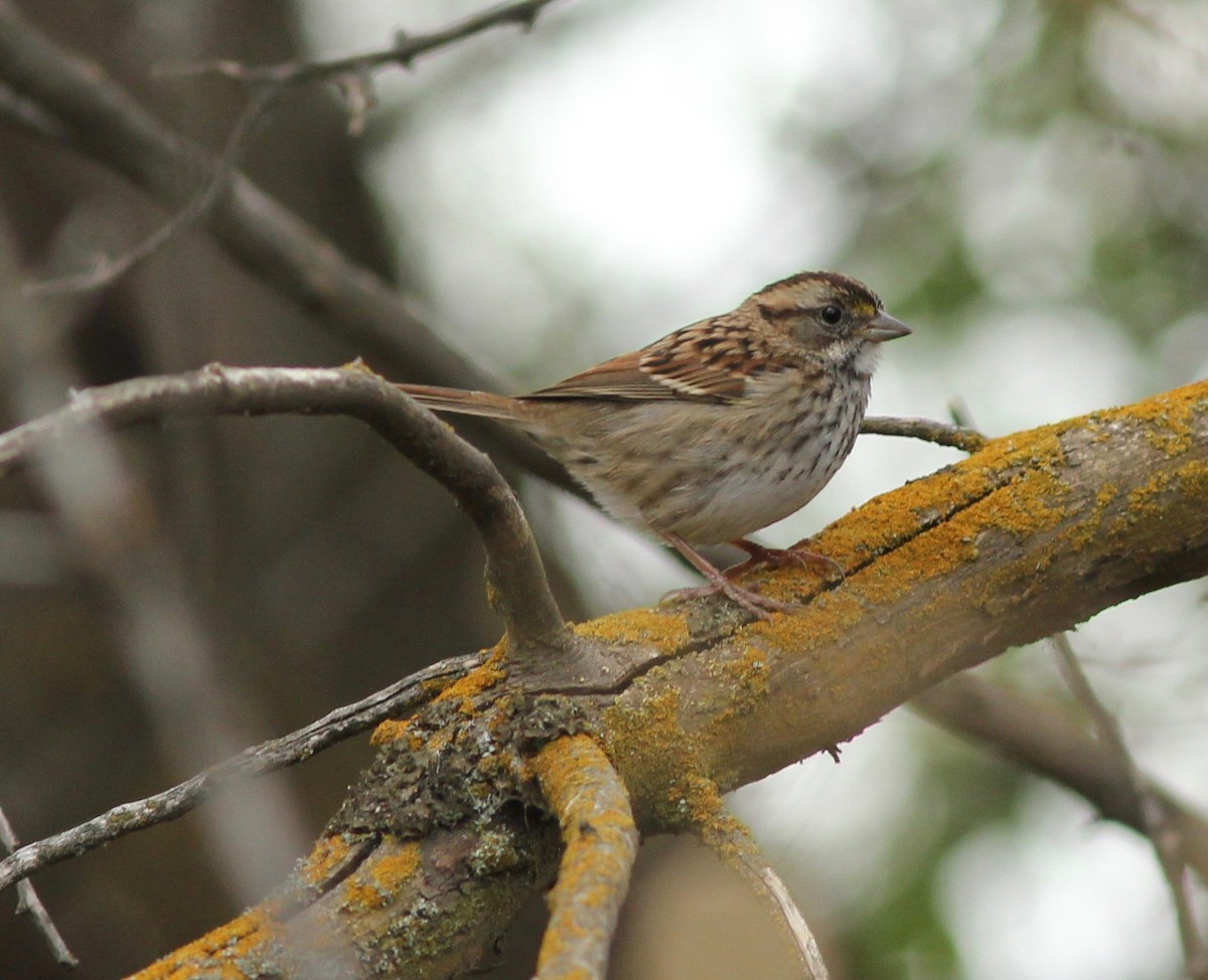 White-throated Sparrow - ML269962641