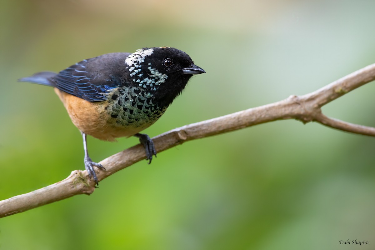 Spangle-cheeked Tanager - ML269962751
