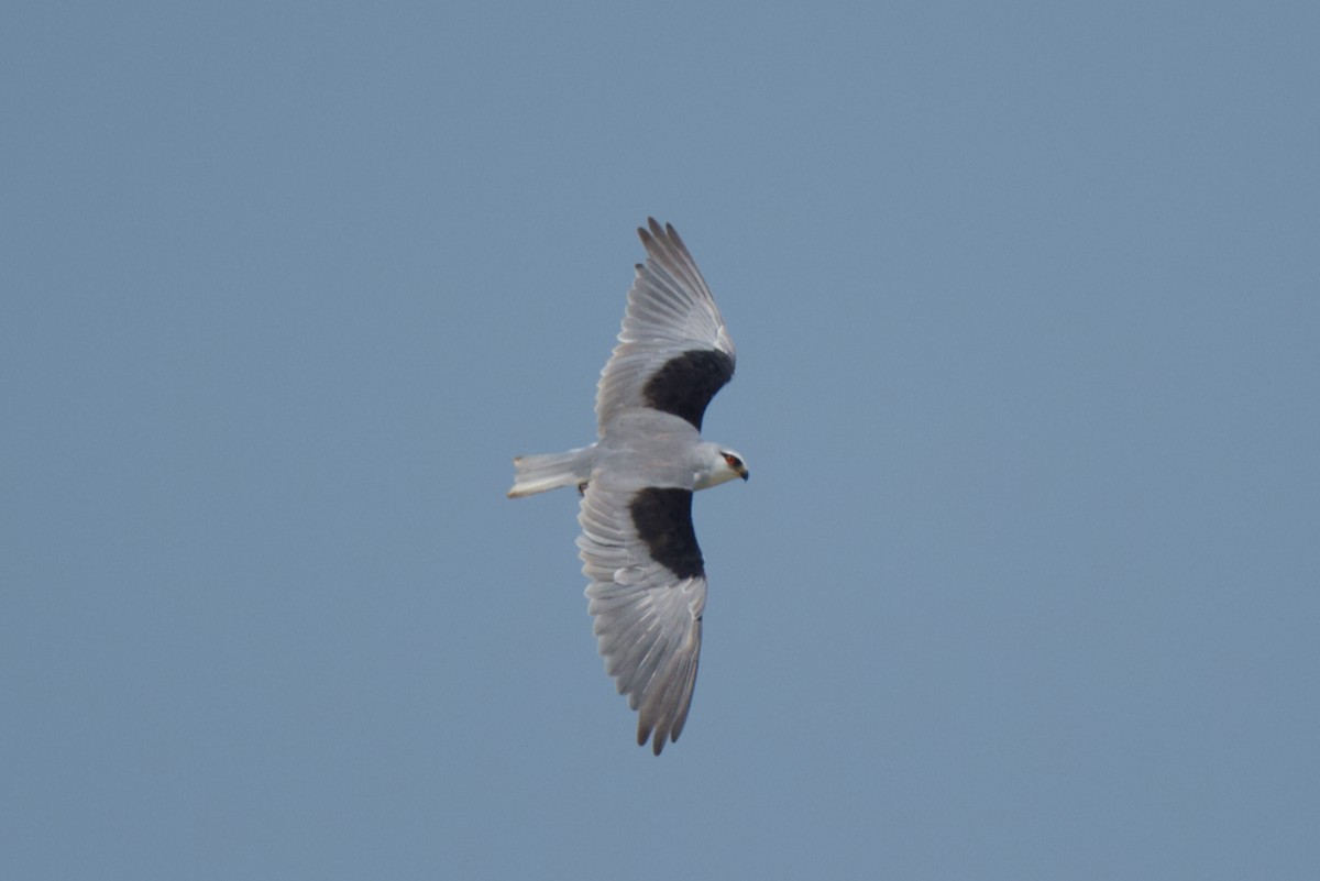 Black-winged Kite - ML269964101