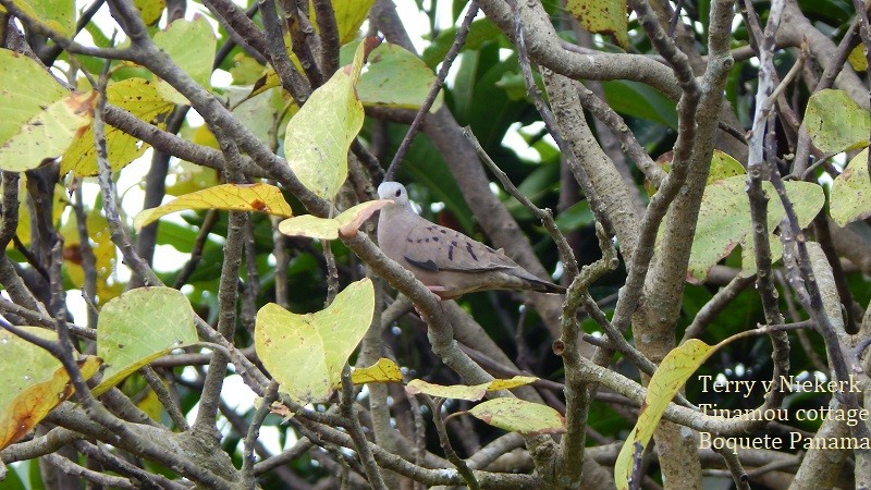 Plain-breasted Ground Dove - ML269966431