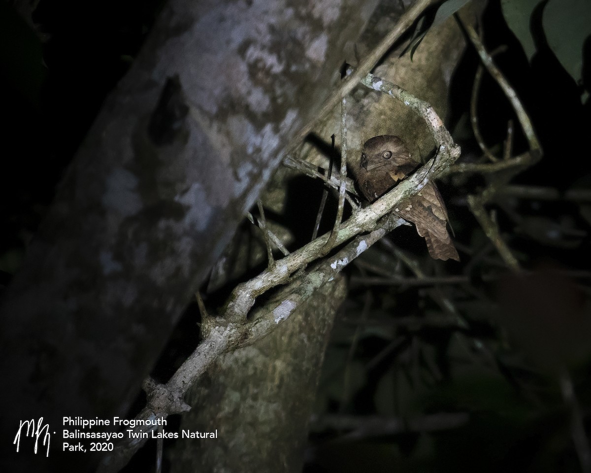 Philippine Frogmouth - ML269968001