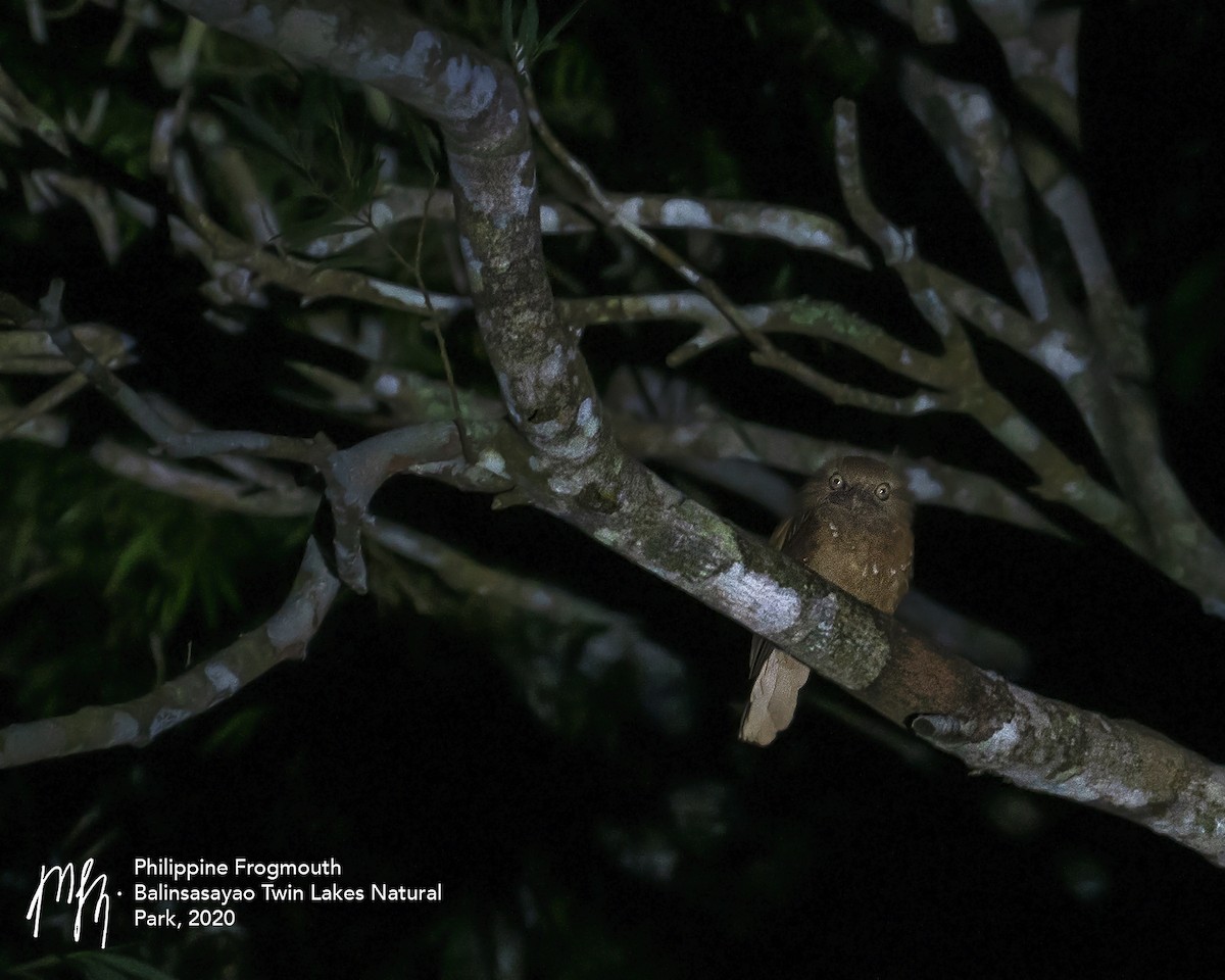 Philippine Frogmouth - ML269968011