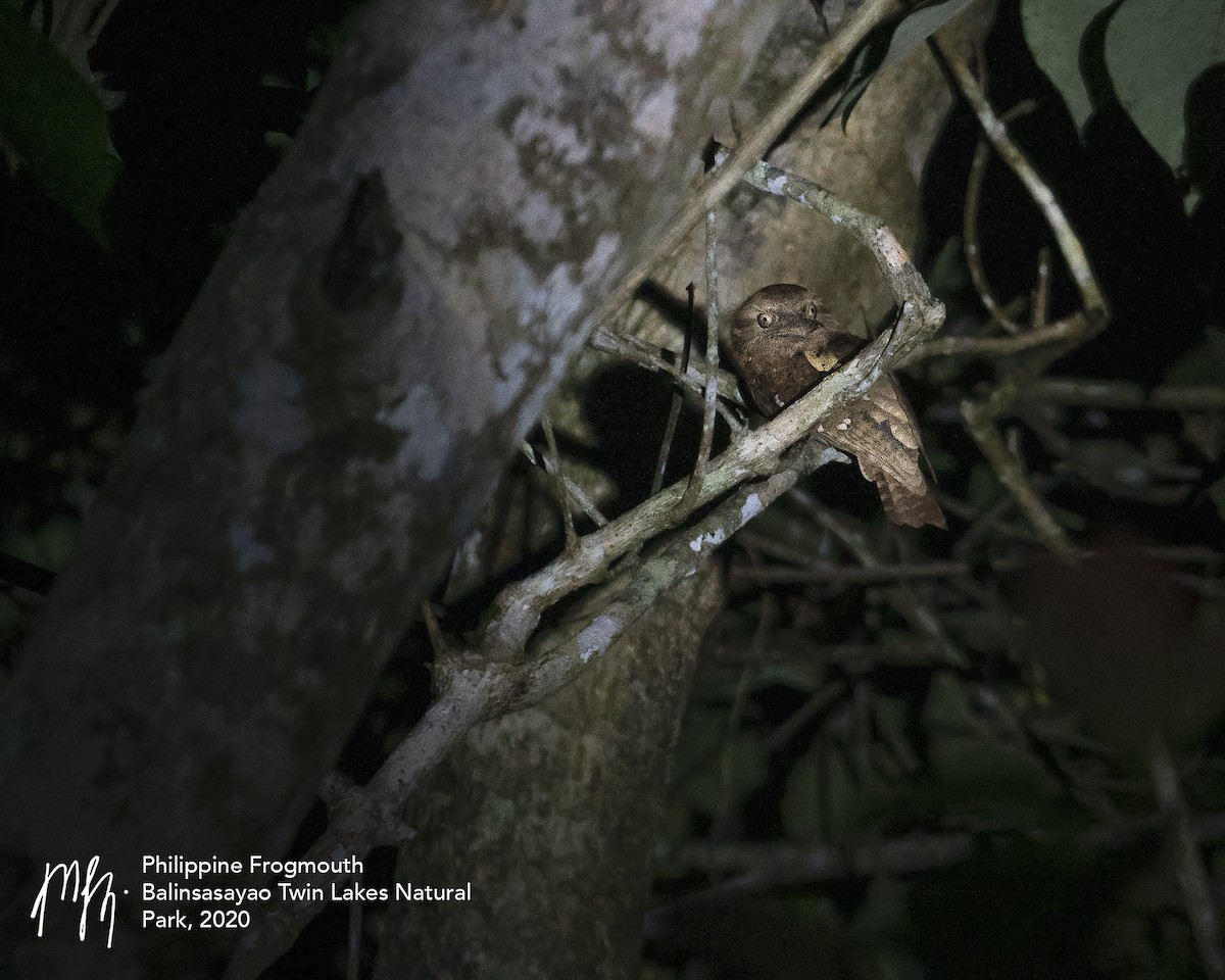 Philippine Frogmouth - ML269968021