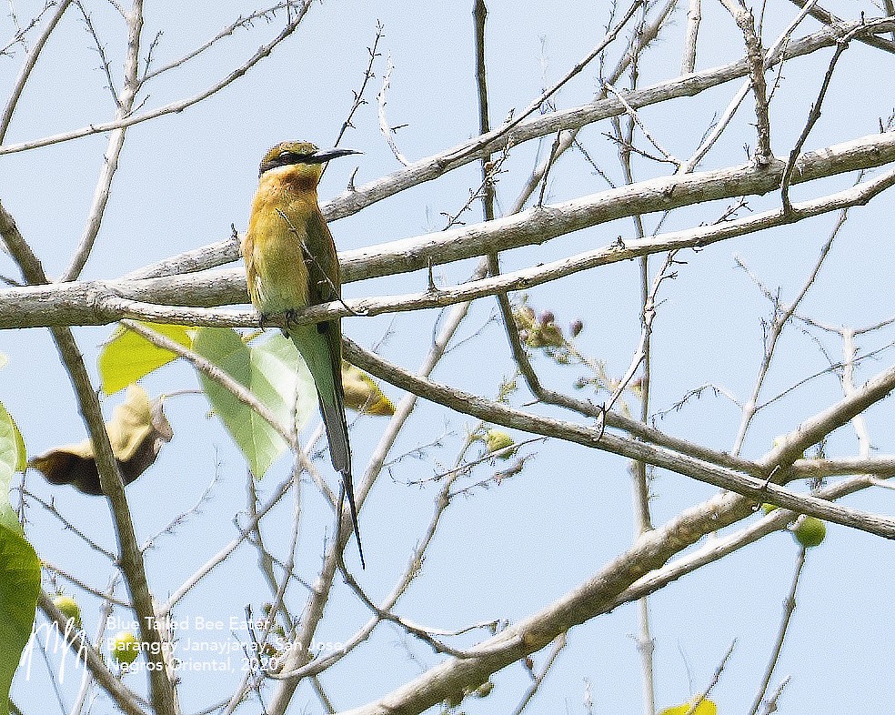 Blue-tailed Bee-eater - ML269968351