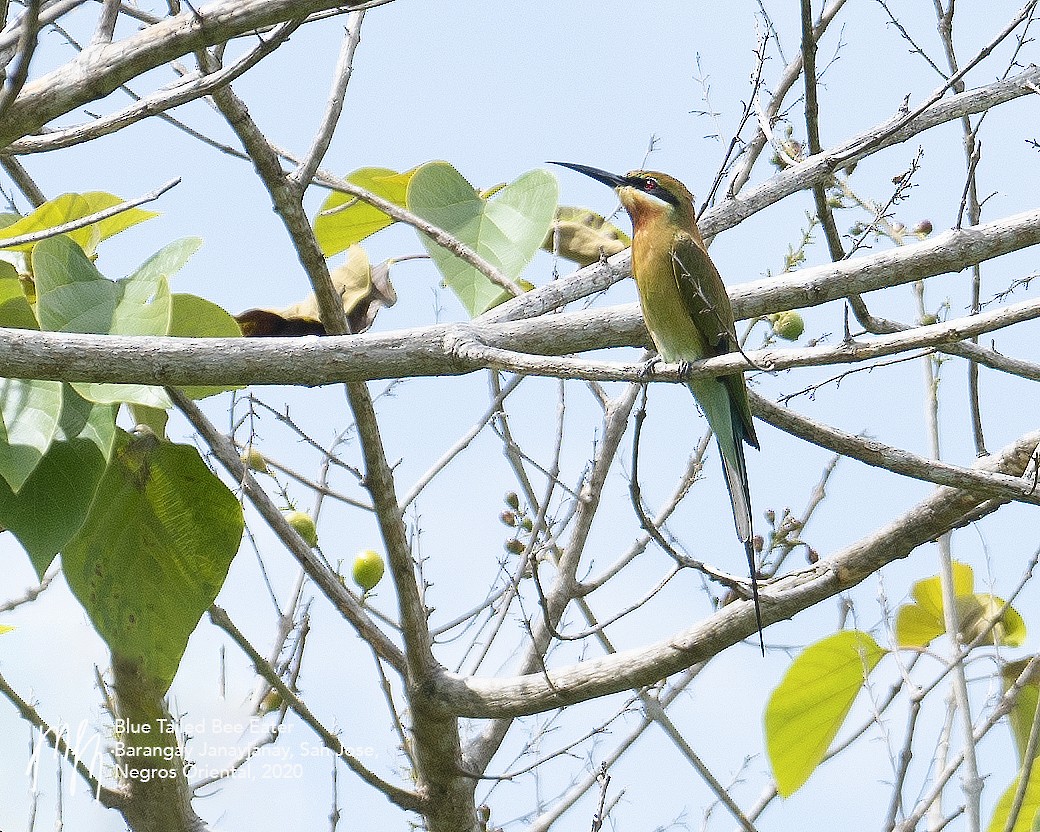 Blue-tailed Bee-eater - ML269968361