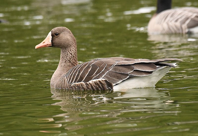 Greater White-fronted Goose - ML269969081