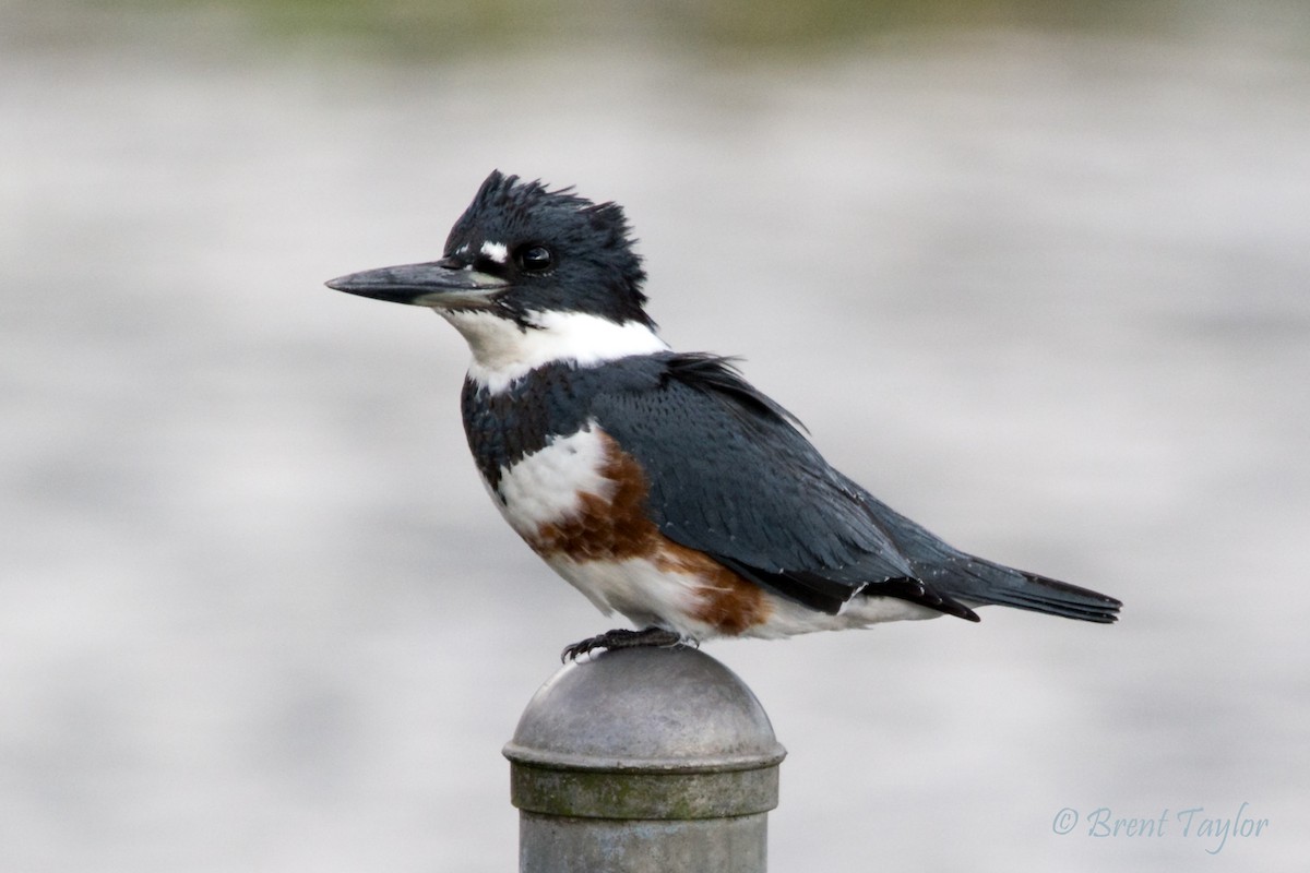 Belted Kingfisher - ML269972331