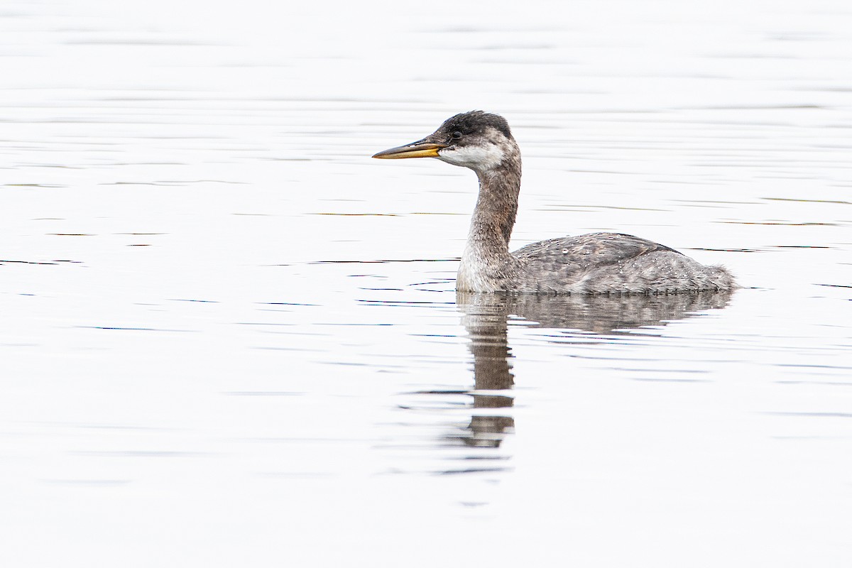 Red-necked Grebe - ML269976281